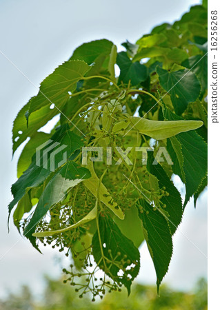 樹：Synechocaena 16256268