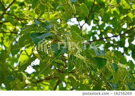 Tree: Synechocaena 16256269