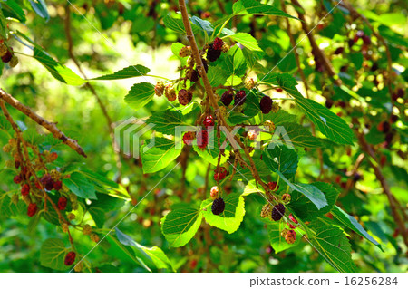 Tree: Mulberry family 16256284