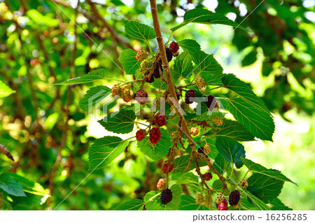 Tree: Mulberry family 16256285