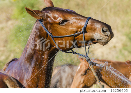Horse Shower Horse Shower 16256405