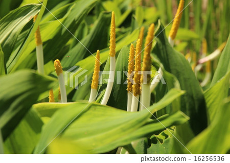 筑波實驗植物園的Oltium·Aquatikum 筑波實驗植物園的Oltium·Aquatikum 16256536