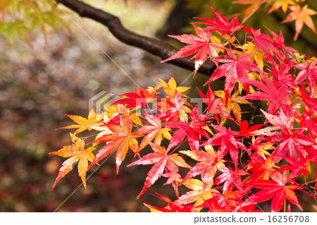 Autumn leaves Autumn leaves 16256708