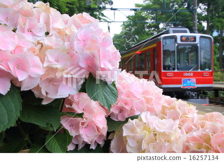 Hakone Tozan Railway and hydrangea 16257134