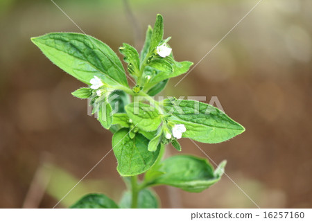 Shikon Murasaki 16257160