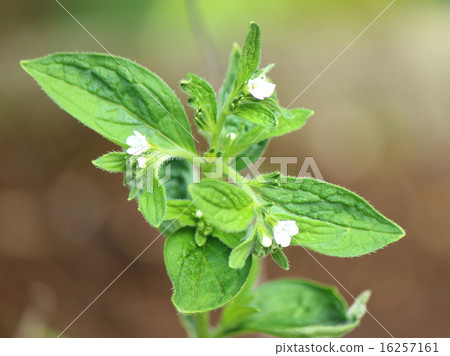 Shikon Murasaki 16257161