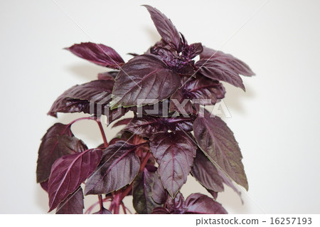 Dark opal basil 16257193