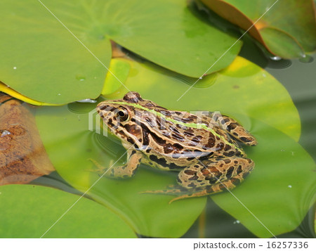 Tonosawa frog Tonosawa frog 16257336