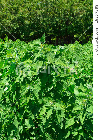 植物：Shilohisa柑橘 16257398