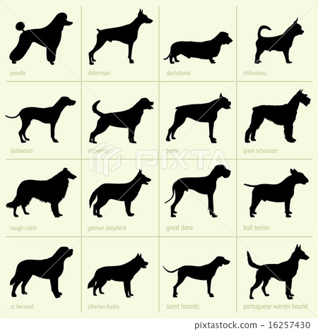 Different breeds of dog 16257430