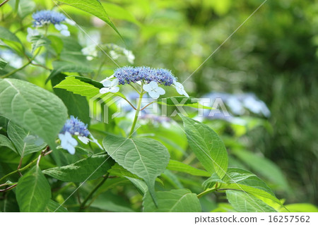 銜鐵 銜鐵 16257562