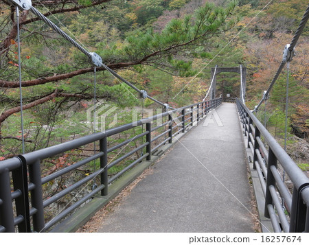 Musashibashi bridge of the dragon channel that is colored by autumn leaves 16257674