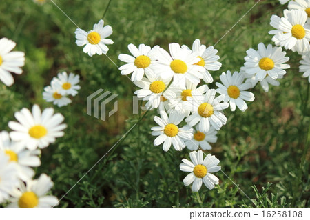 Pyrethrum 16258108
