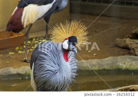 White-crowned crane 16258312