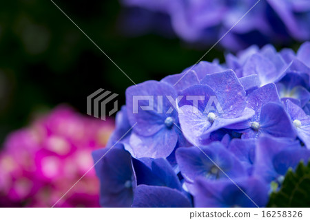 Hydrangea, closeup 16258326