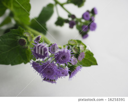Agelatum Agelatum 16258391