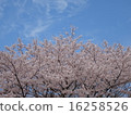 櫻桃樹 16258526