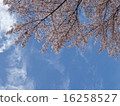 櫻桃樹 16258527