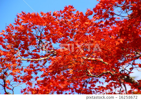 楓樹和藍天 楓樹和藍天 16258672