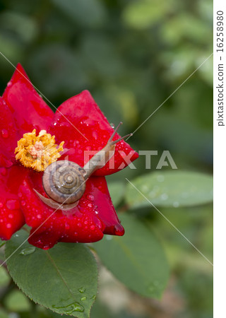 Rose and snail vertical Rose and snail vertical 16258980