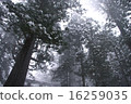 Snow cosmetic cedar 16259035