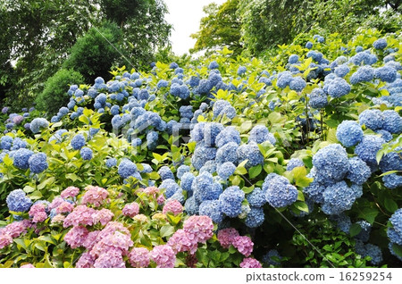 Hydrangea of Zen-zenji Hydrangea of Zen-zenji 16259254
