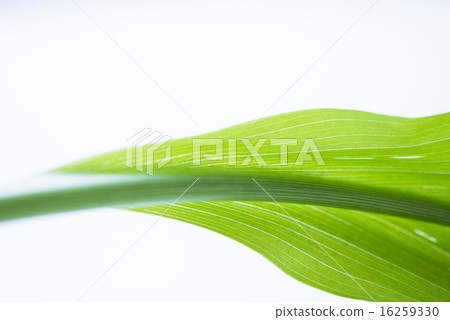 Green leaf background material 16259330