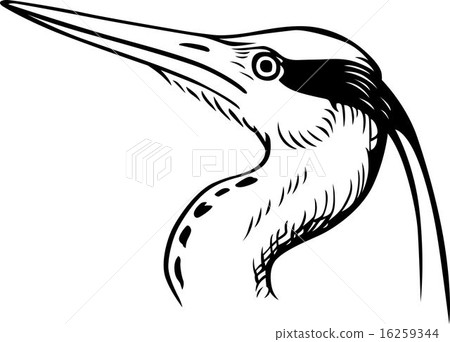 Head of a Bird 16259344