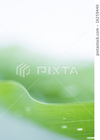Green leaf background material 16259440
