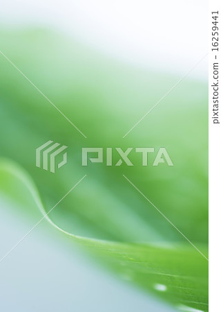 Green leaf background material 16259441