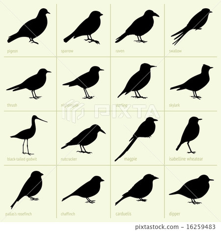 Birds Birds 16259483