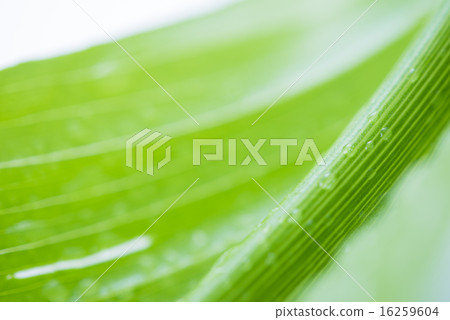 Green leaf background material 16259604