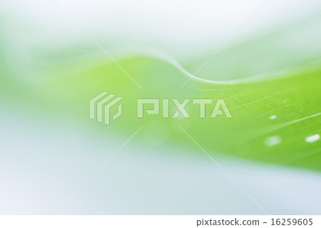 Green leaf background material 16259605