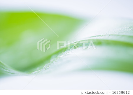 Green leaf background material 16259612