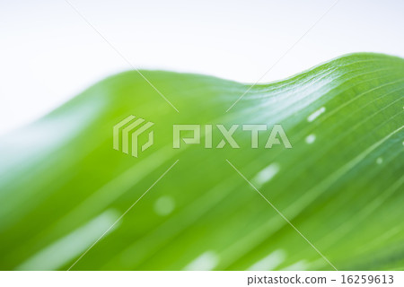 Green leaf background material 16259613