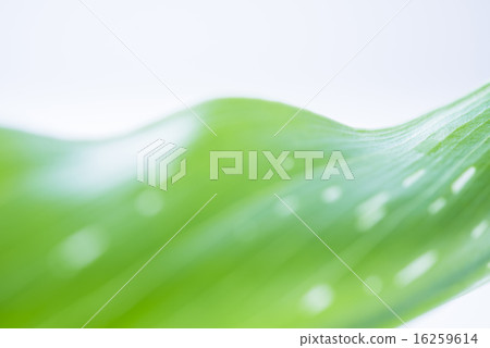 Green leaf background material 16259614