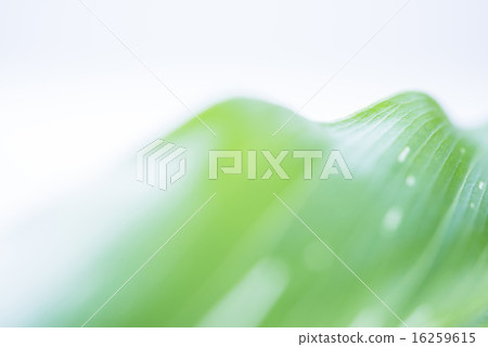 Green leaf background material 16259615