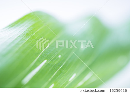 Green leaf background material 16259616