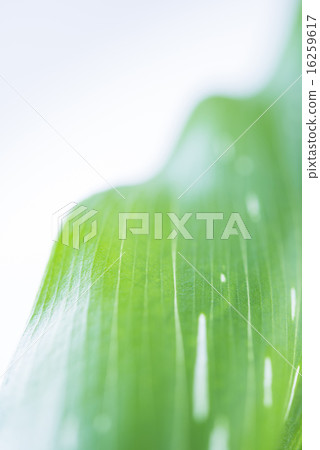 Green leaf background material 16259617