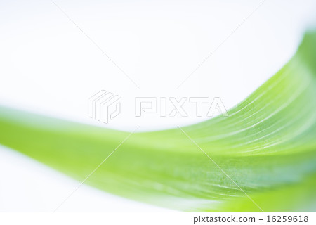 Green leaf background material 16259618