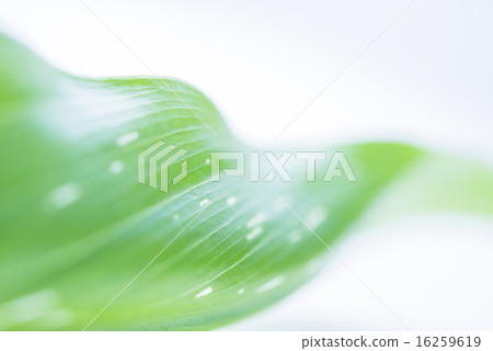 Green leaf background material 16259619