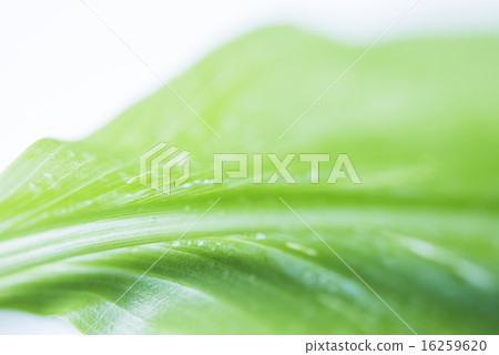 Green leaf background material 16259620