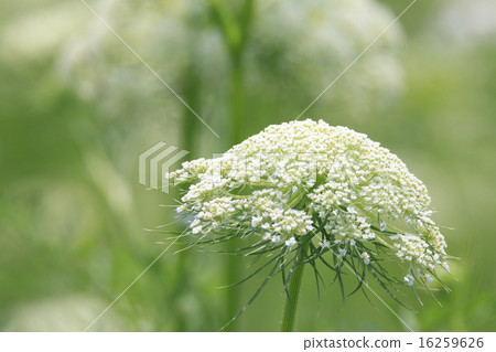 Carrot flowers Carrot flowers 16259626