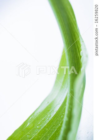 Green leaves and water drops 16259820