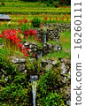A cluster amaryllis of Sakamoto rice terrace 16260111