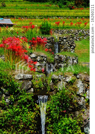 A cluster amaryllis of Sakamoto rice terrace A cluster amaryllis of Sakamoto rice terrace 16260111