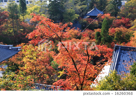 Zenlin in autumn Zenlin in autumn 16260368
