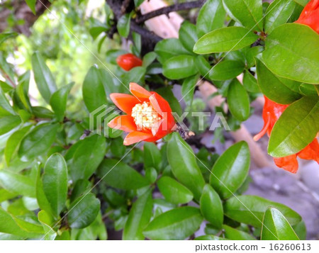 Pomegranate flower 16260613