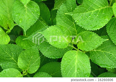 新鮮的綠色和水滴 16260806