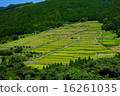 Sakamoto rice paddy as a whole 16261035